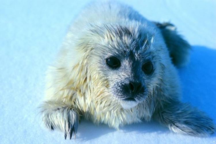 A newborn ringed seal is vulnerable to predators on the sea ice after its birth lair was washed away by rain.