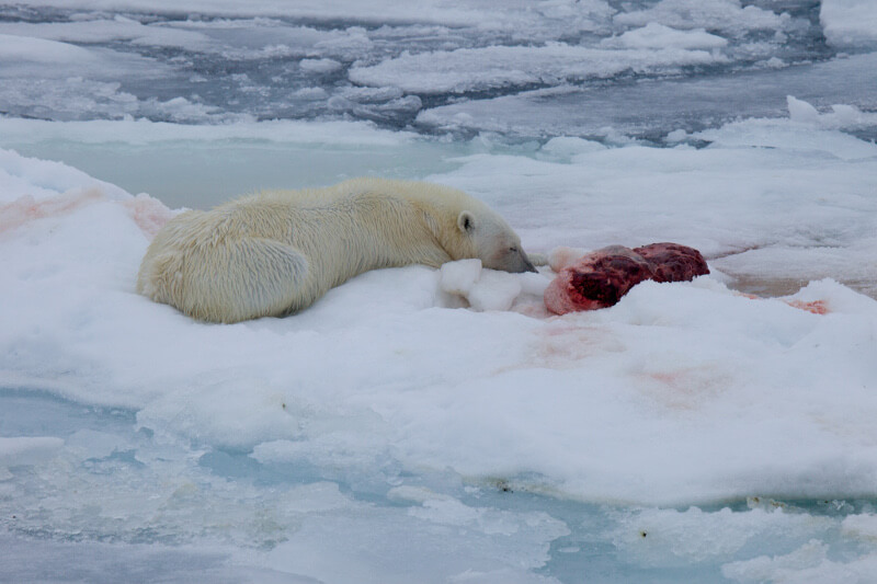 Polar bear eating seal kill