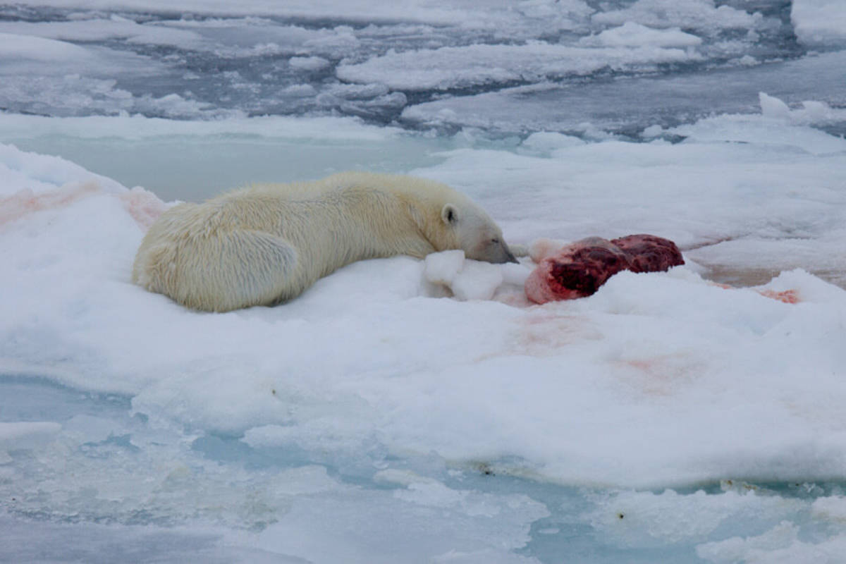 Polar bear eating seal kill