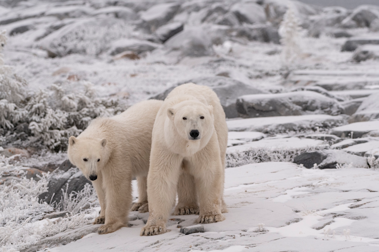 A polar bear mother and her yearling cub in a snowy, rocky landscape