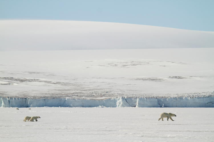 Mom and Twin Cubs On Sea Ice in Svalbard