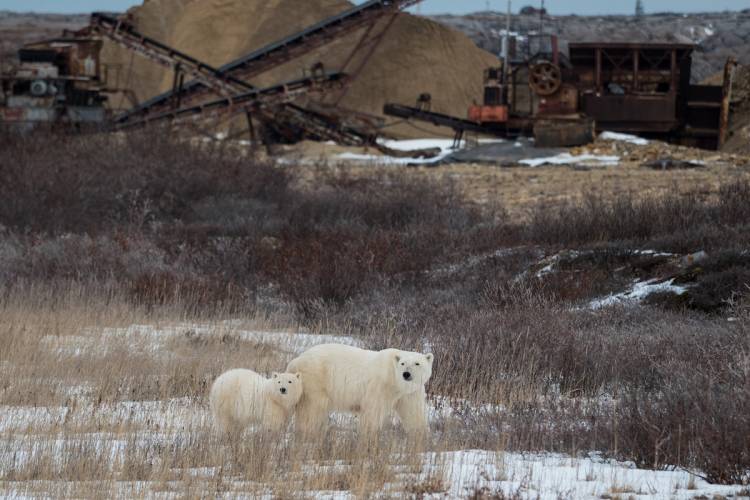 A polar bear mom and cub wander near the quarry on the outskirts of the Town of Churchill