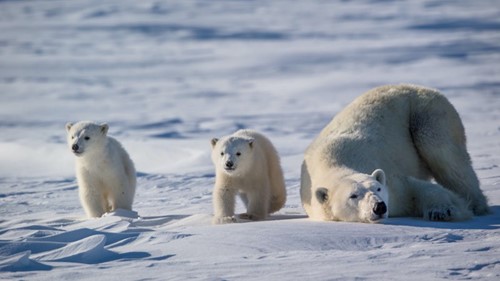 Two young cubs stay close to mom after emerging from their den in spring