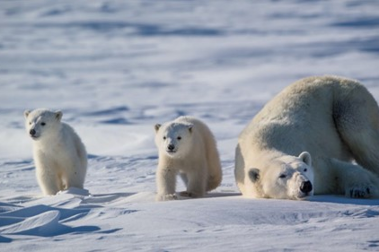Two young cubs stay close to mom after emerging from their den in spring
