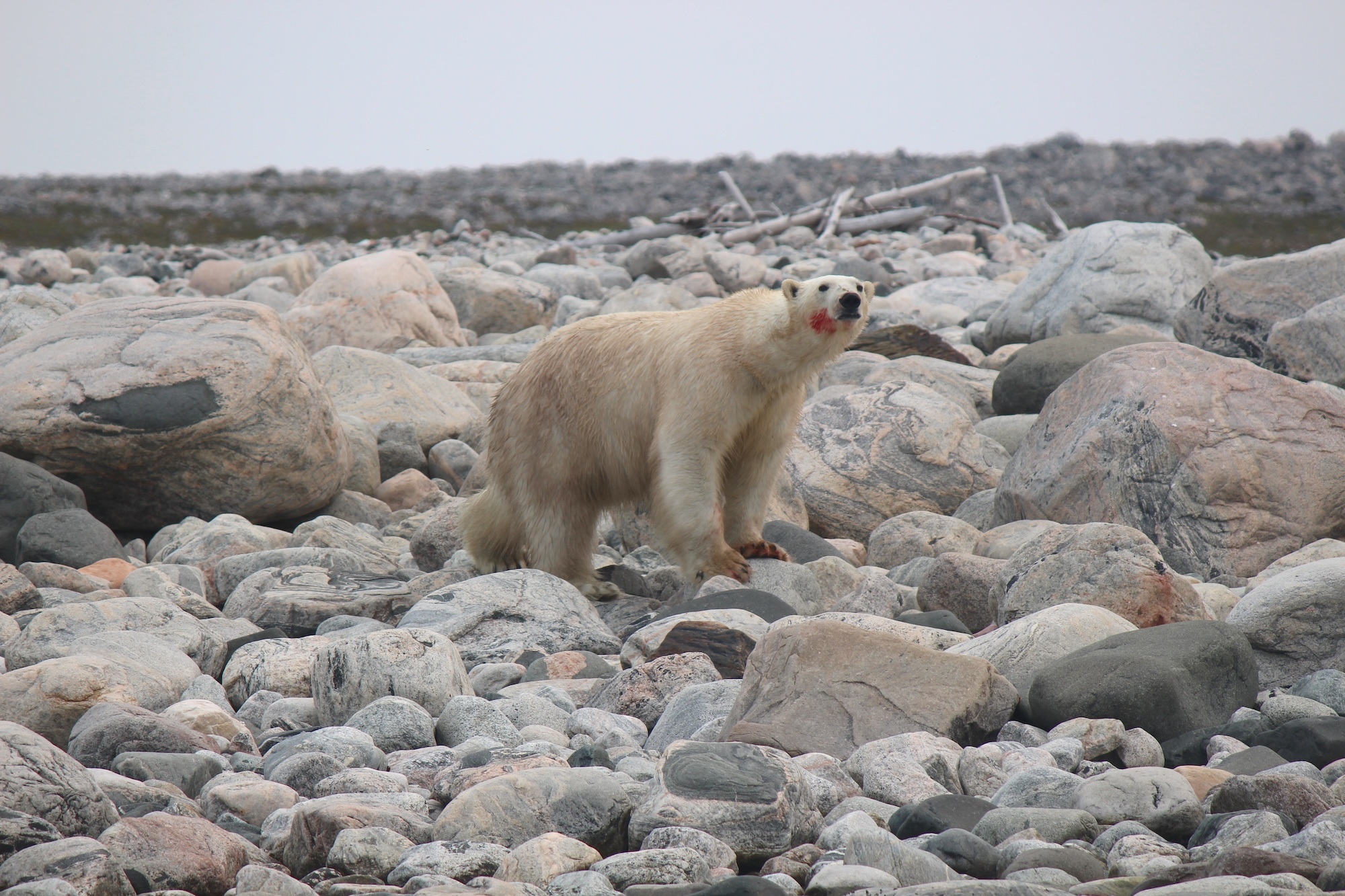 A polar bear on the rocky shoreline with blood on its face in Southern Hudson Bay