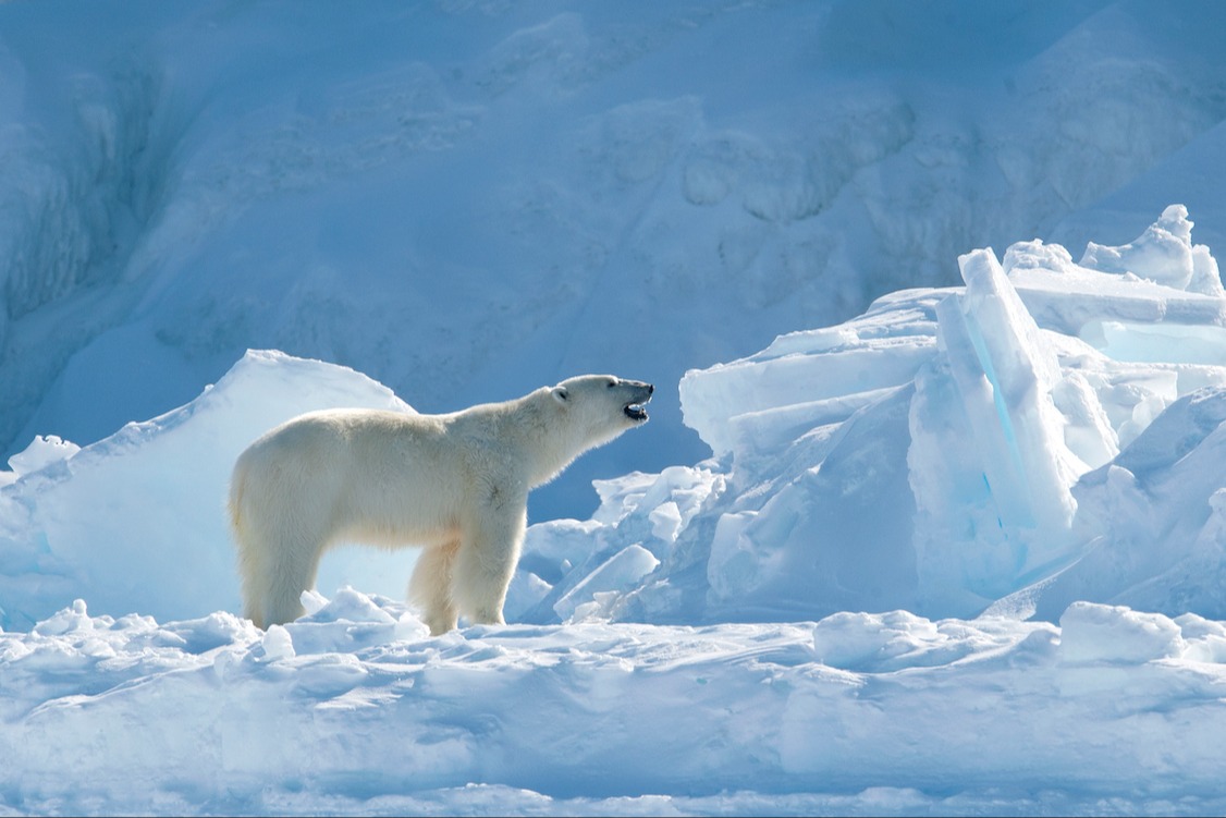 The Importance of Sea Ice from Phytoplankton to Polar Bears Polar