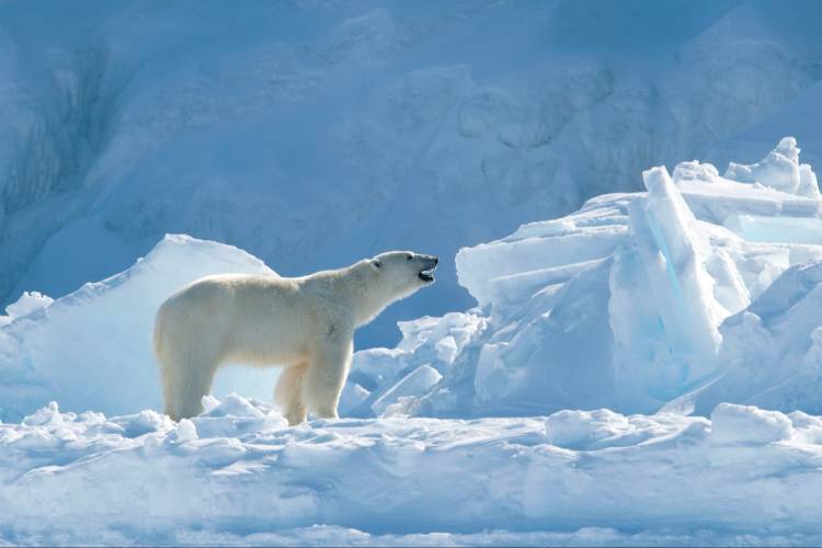 A polar bear on the sea ice