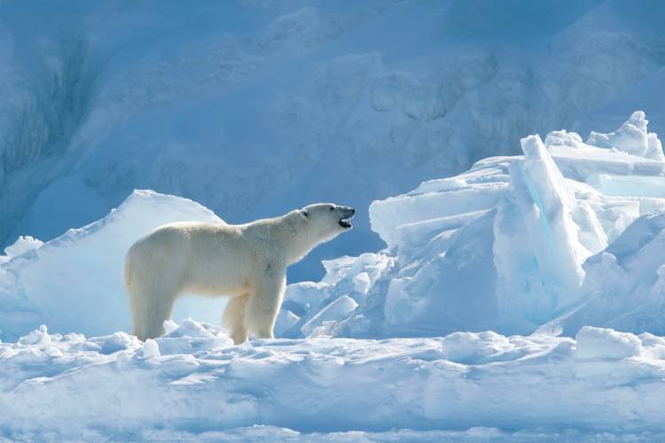 A polar bear on the sea ice