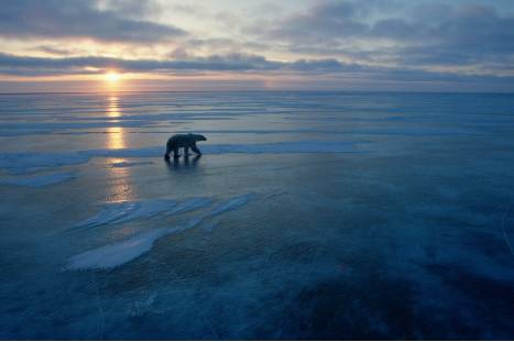 A polar bear traveling across the ice during sunset