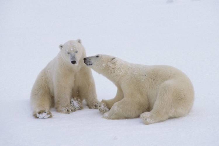 Polar Bears Sharing a Kiss