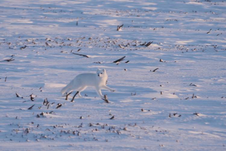 Arctic fox running through the landscape in Churchill
