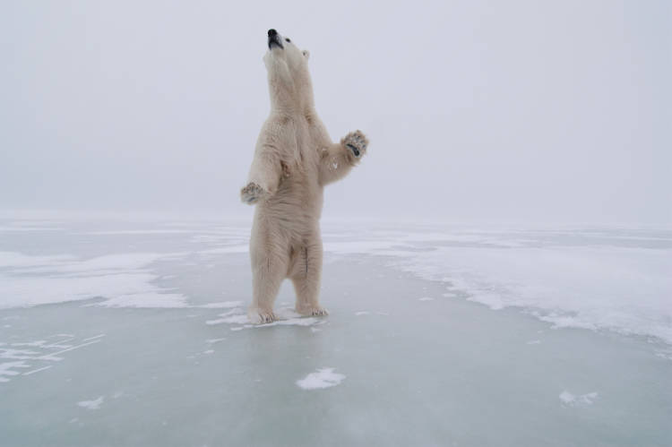 Status  Polar Bears International
