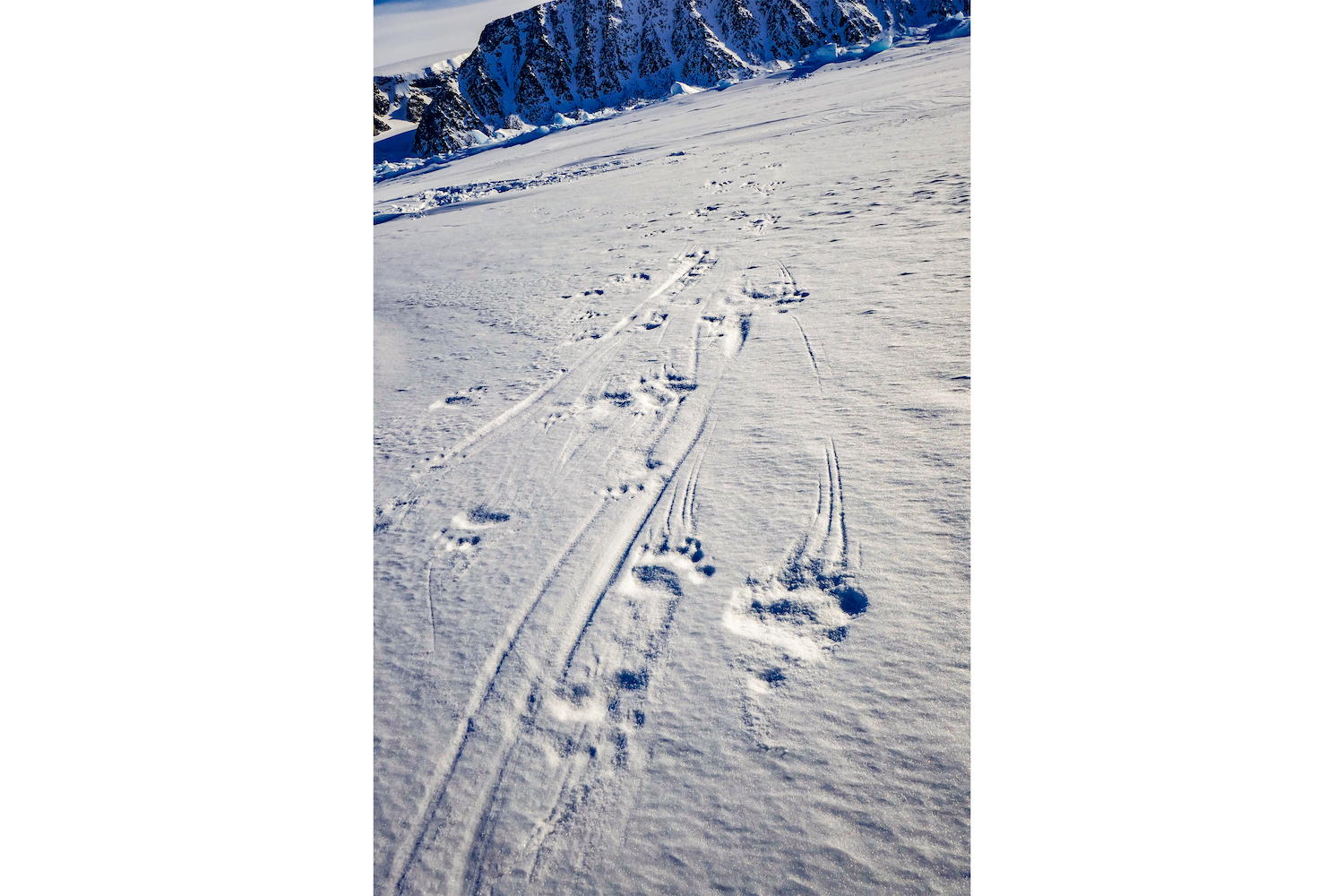 Polar bear footprints in the snow