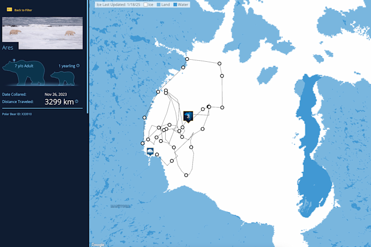 The Polar Bears International bear tracker map with the path of the bear "Ares" highlighted