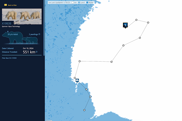 The Polar Bears International bear tracker map with the path of the bear "X19939" highlighted