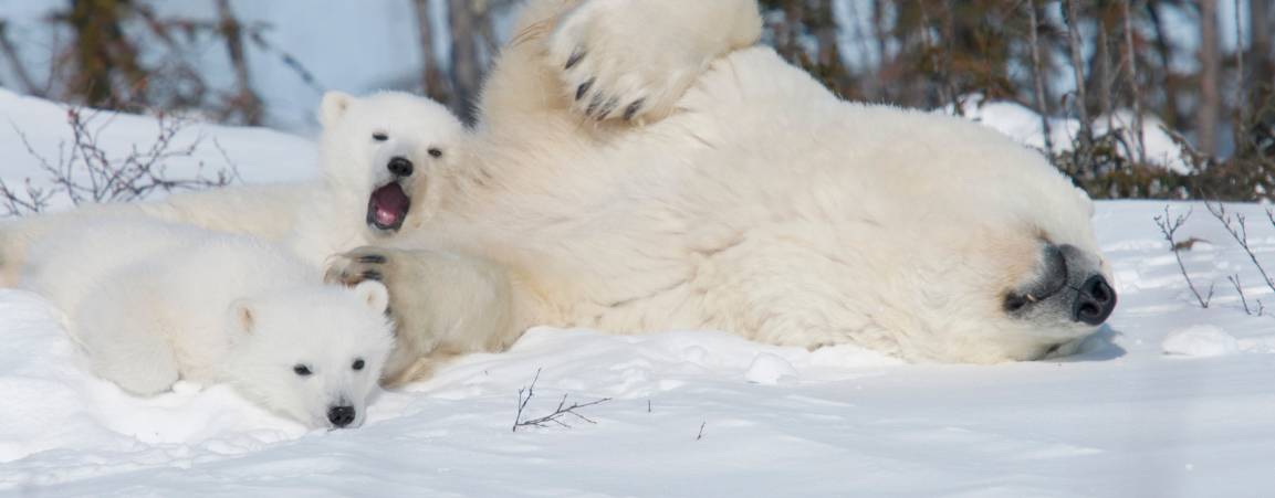 Two polar bear cubs nestled up next to it's mother