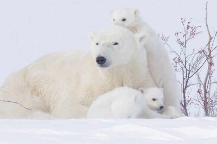 World Wildlife Day Polar Bear Arctic Wildlife' Insulated Stainless