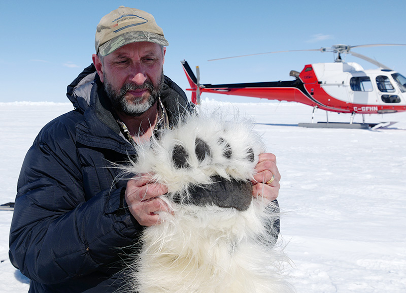 Scientist Andrew Derocher works quickly with a tranquilized polar bear to obtain measurements and samples and deploy a satellite ear tag, efforts that will help inform polar bear conservation.