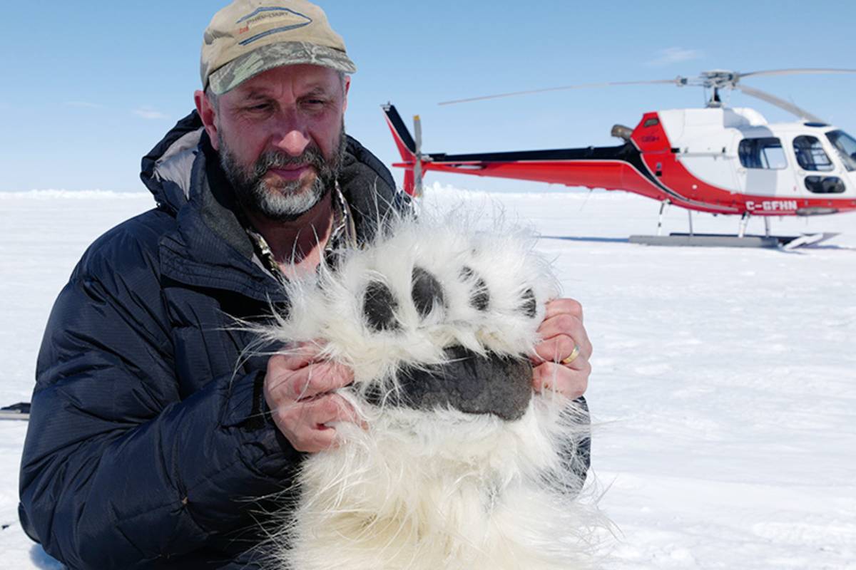 Scientist Andrew Derocher works quickly with a tranquilized polar bear to obtain measurements and samples and deploy a satellite ear tag, efforts that will help inform polar bear conservation.