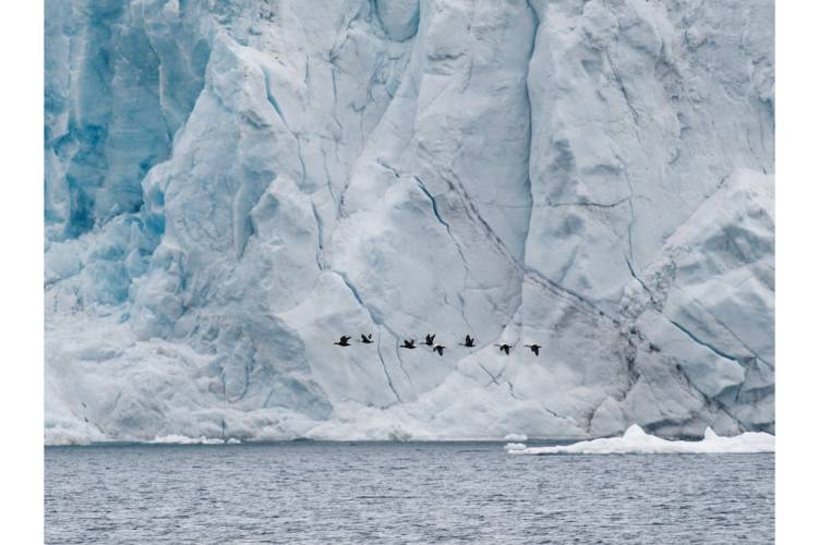 A flock of birds flying in front of a glacier in Svalbard