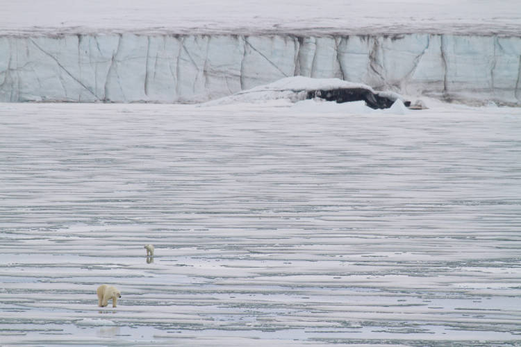Polar Bears Walking on Broken Sea Ice in Svalbard