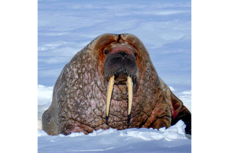 Close up of a walrus