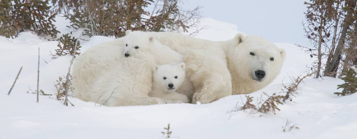 Mother polar bear snuggling her COYs in Wapusk National Park
