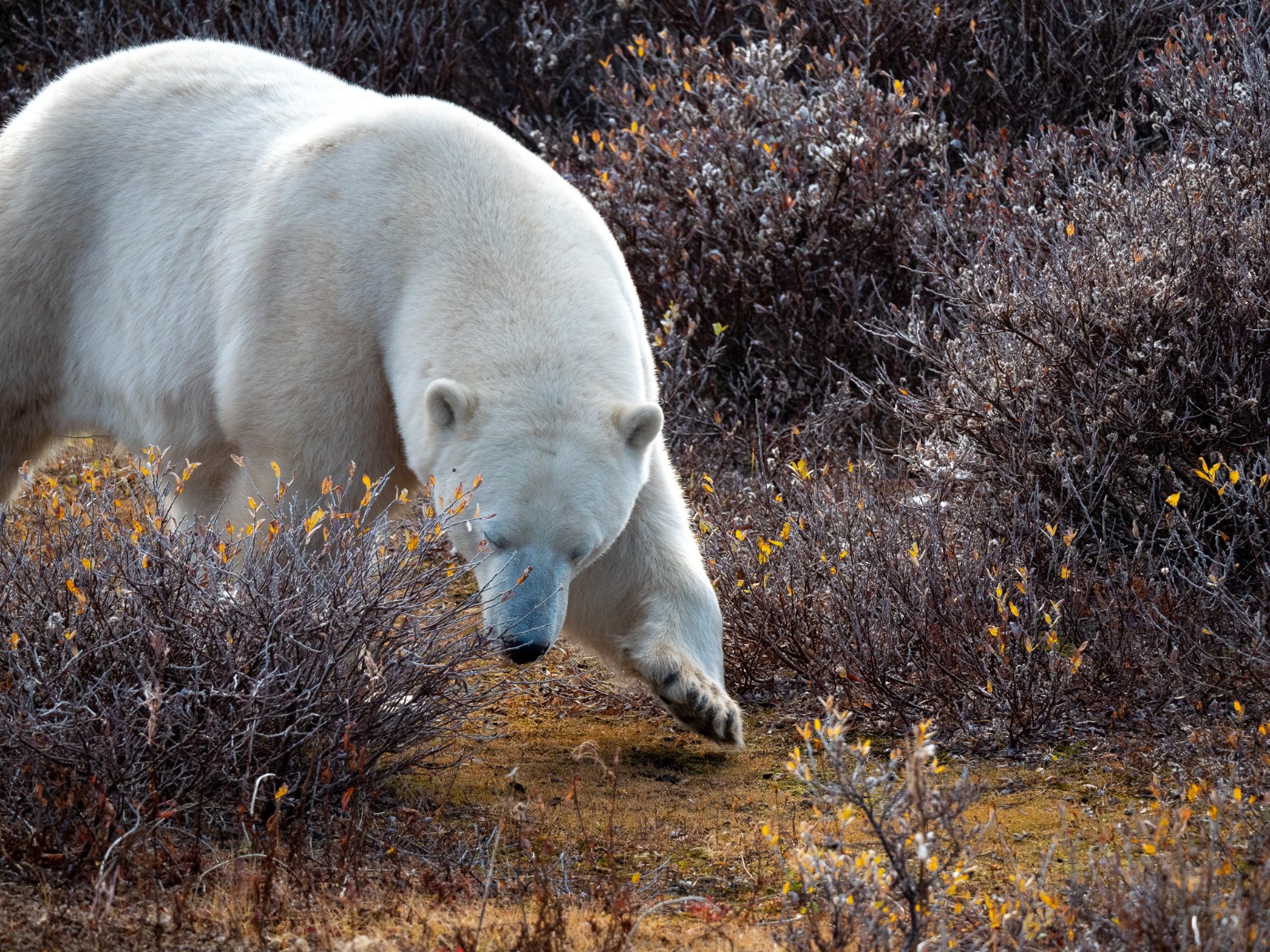 A polar bear walking through the willows on the tundra