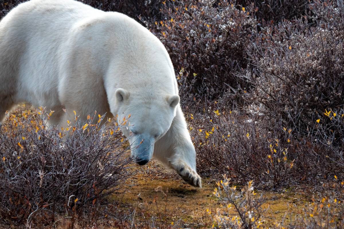 A polar bear walking through the willows on the tundra