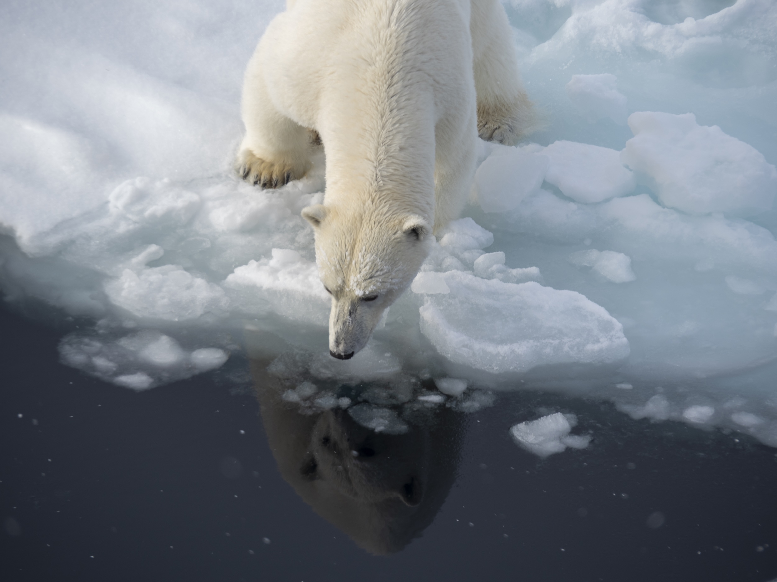 A polar bear stands at the edge of the ice floe and looks down into the open water 