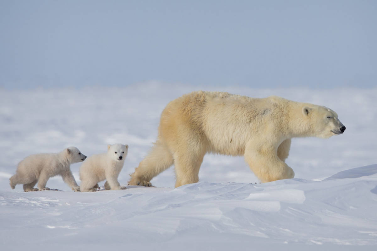 Mama polar bear walking with her two cubs following behind image