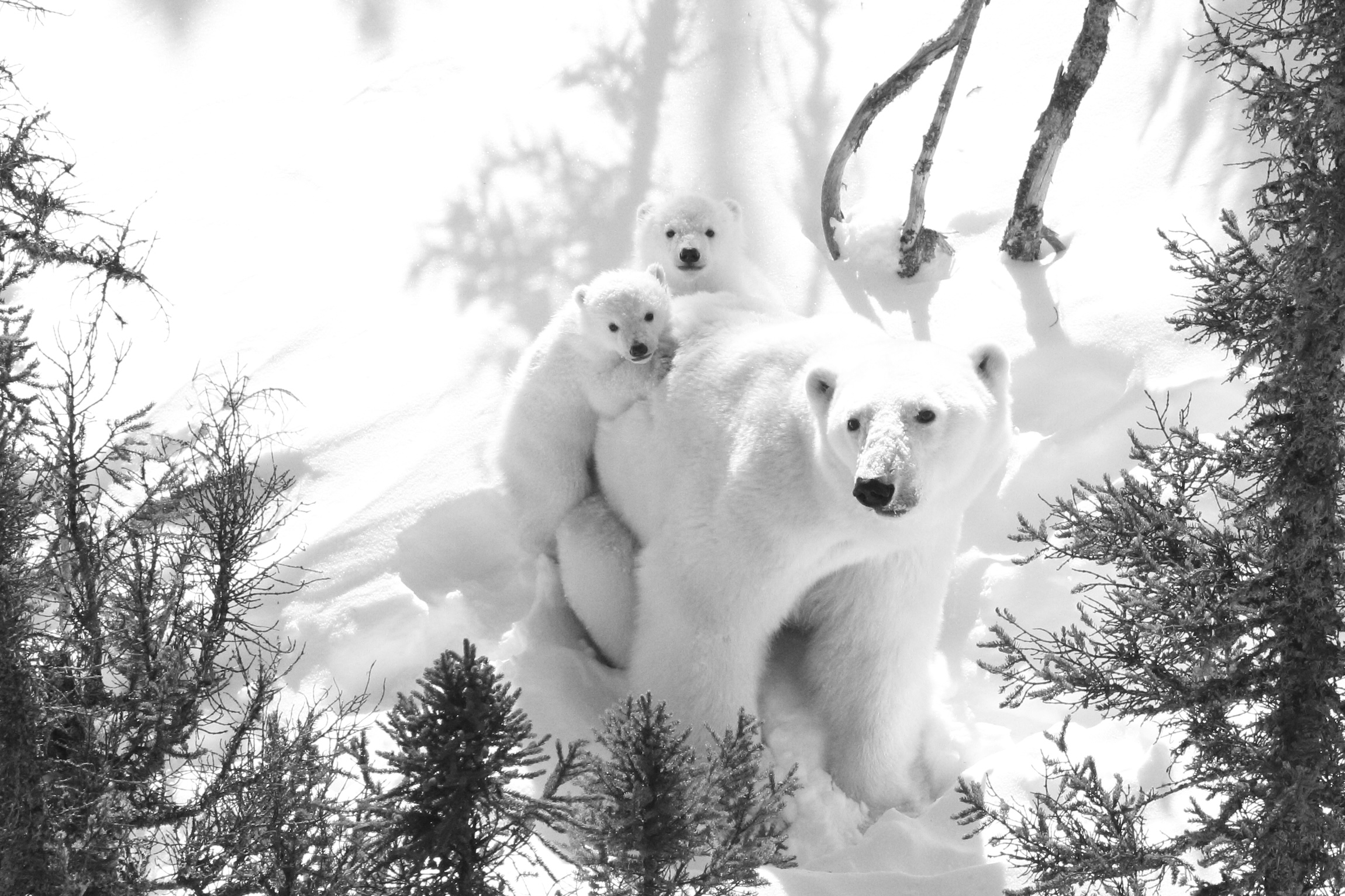 Polar bear mom with two small cubs in Hudson Bay