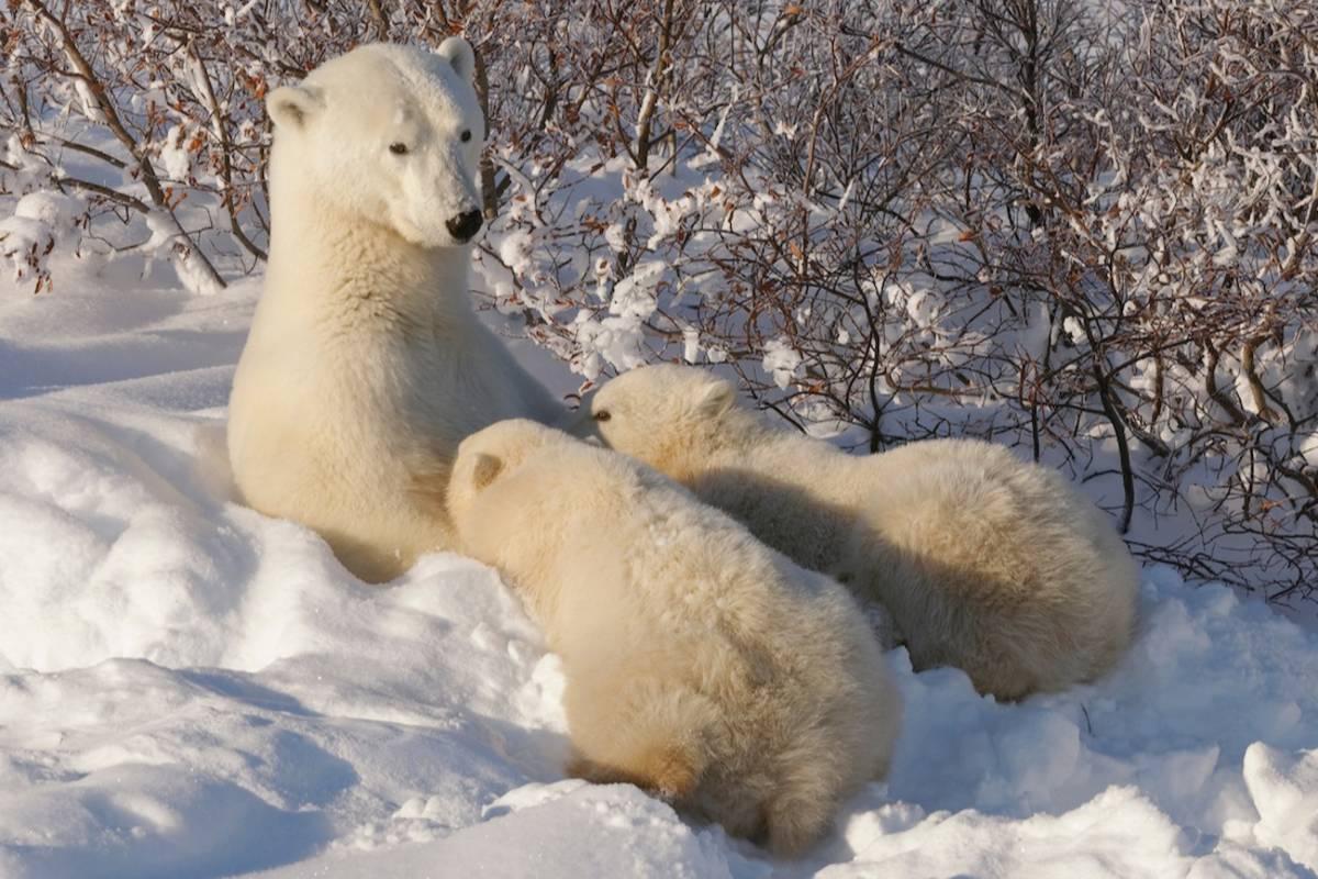 A mother polar bear nursing her two cubs