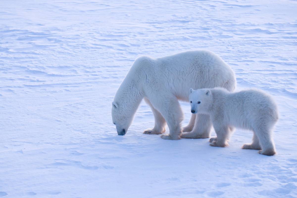 A polar bear mom and cub near Churchill, Manitoba