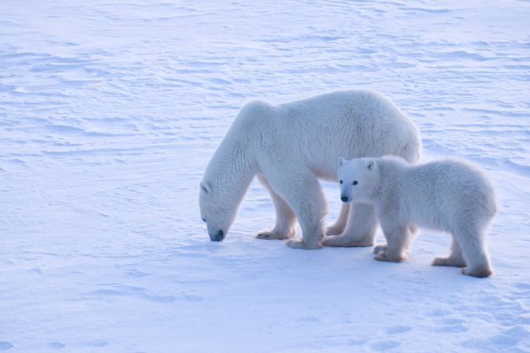 A polar bear mom and cub near Churchill, Manitoba.