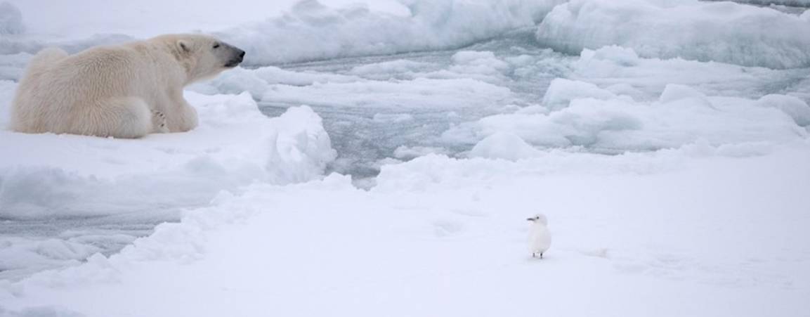 Polar bear on sea ice