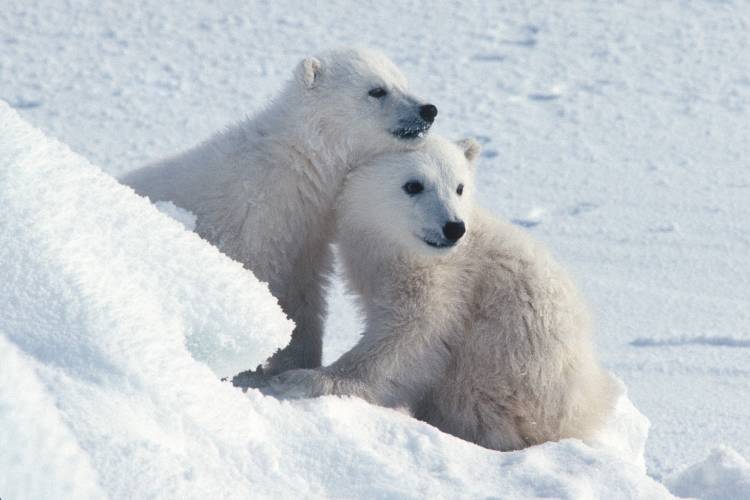 Twin coy cubs snuggle in the snow