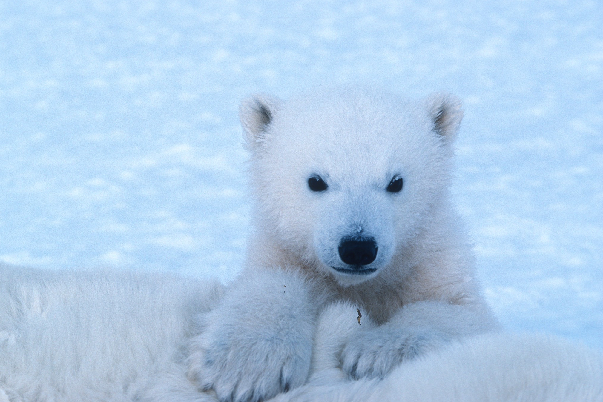 Polar bear cub