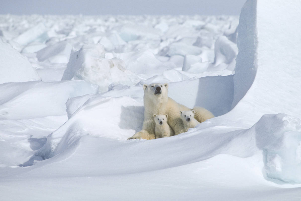 Polar bear with two cubs emerging from a den