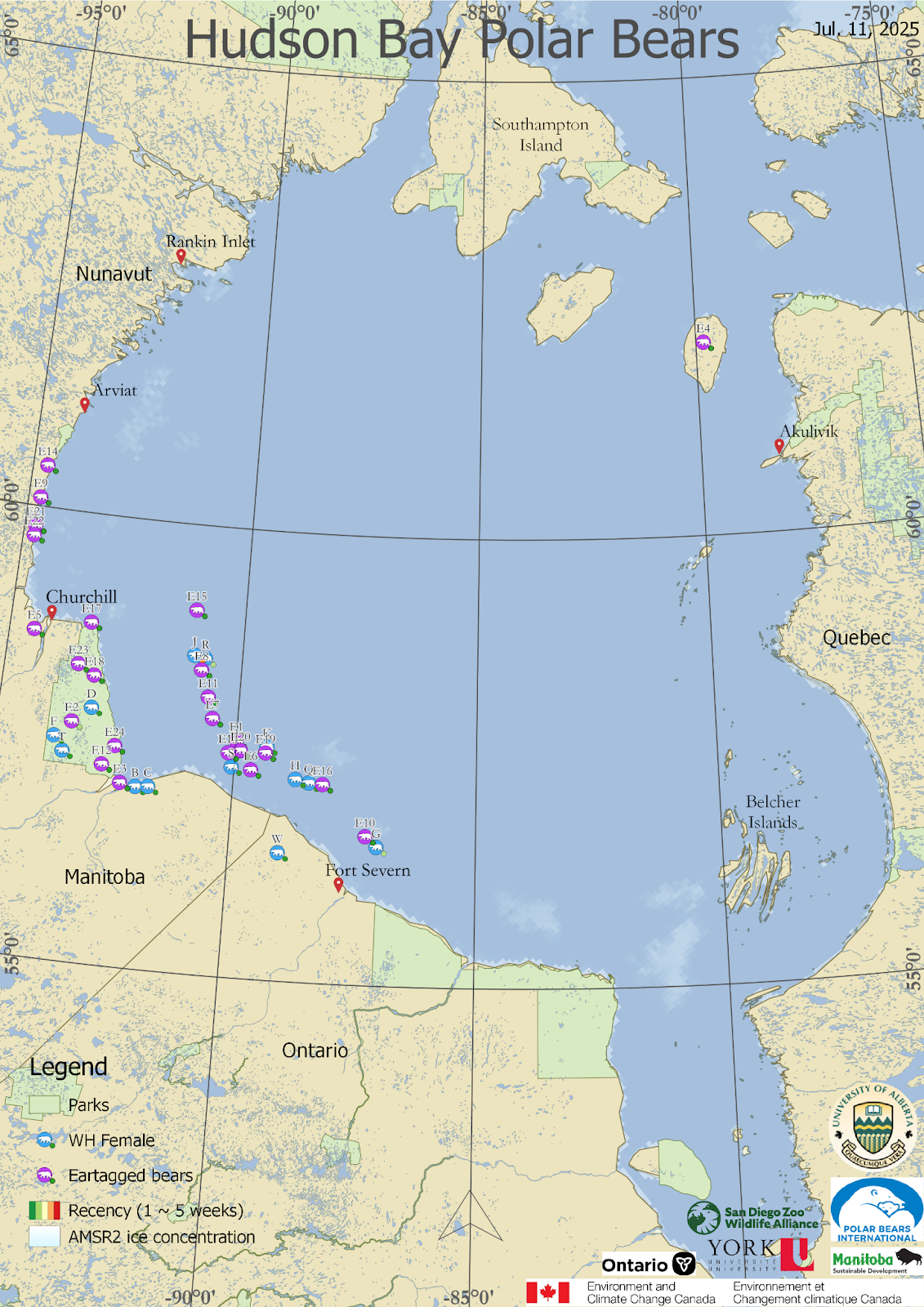 Map of polar bears and sea ice in Hudson Bay on July 11, 2025.