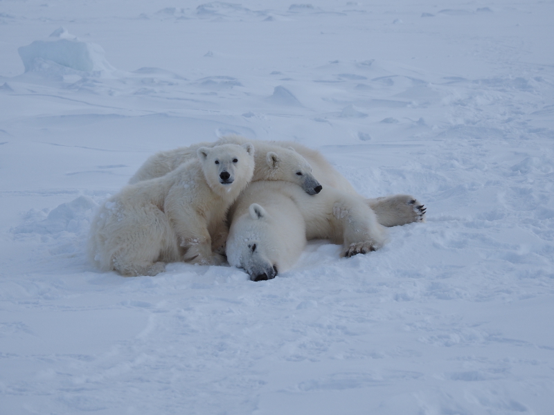 A polar bear mom snuggles with her two cubs