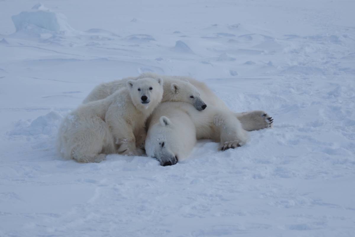 A polar bear mom snuggles with her two cubs