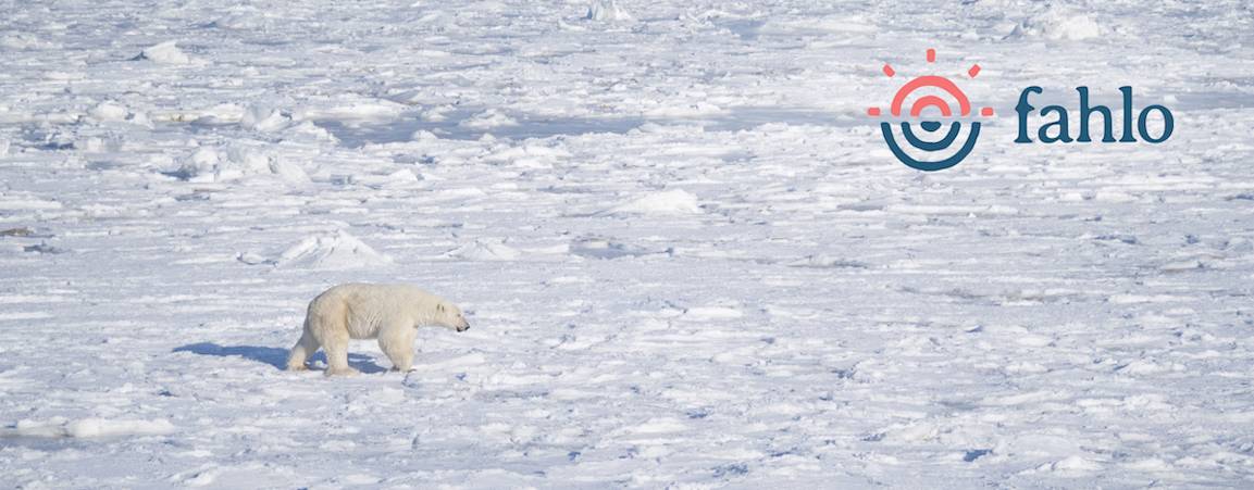 An adult polar bear walks through fog covered in snow