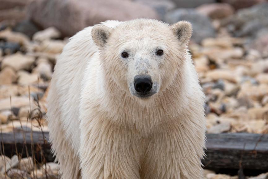 Female polar bear