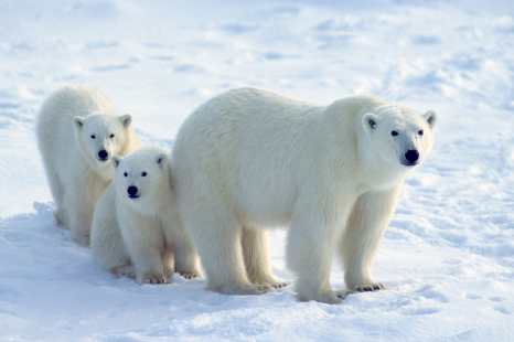 Mother bear and her cubs image