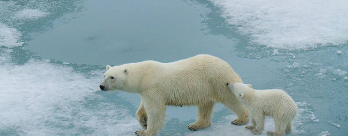 A mother polar bear and her cub on a patch of ice