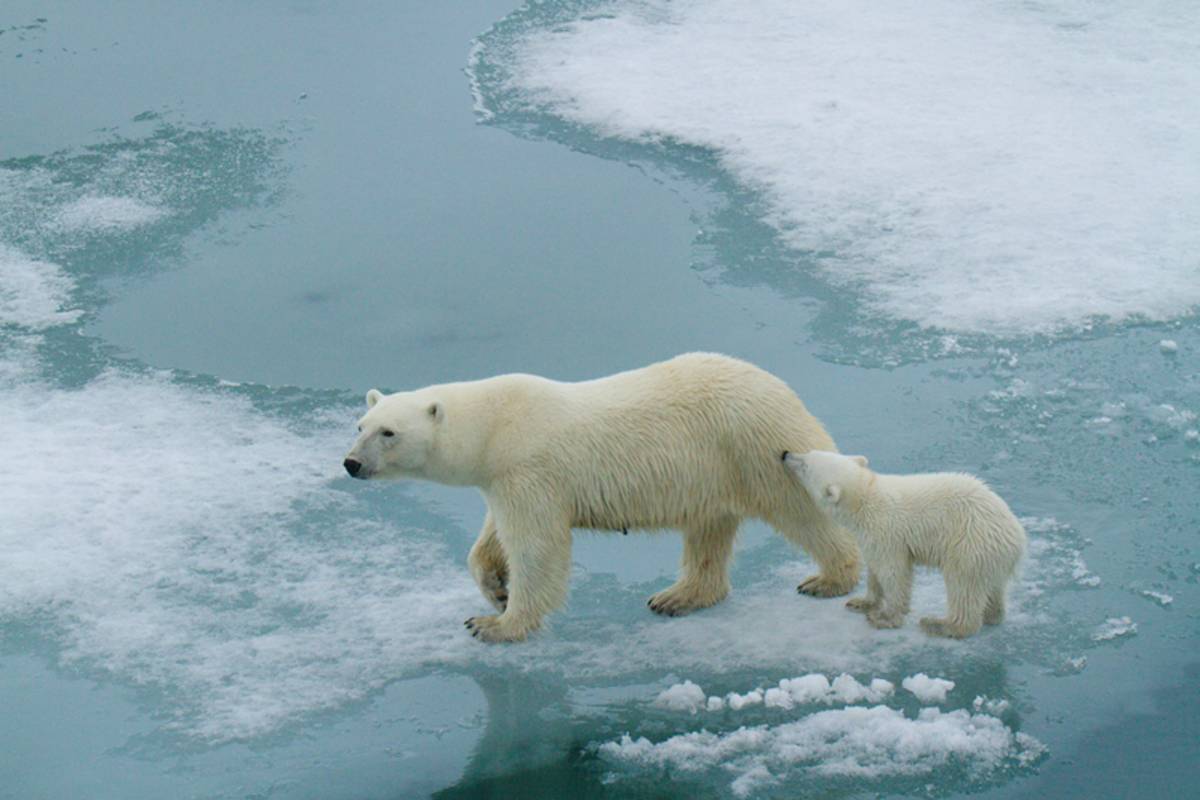 A mother polar bear and her cub on a patch of ice