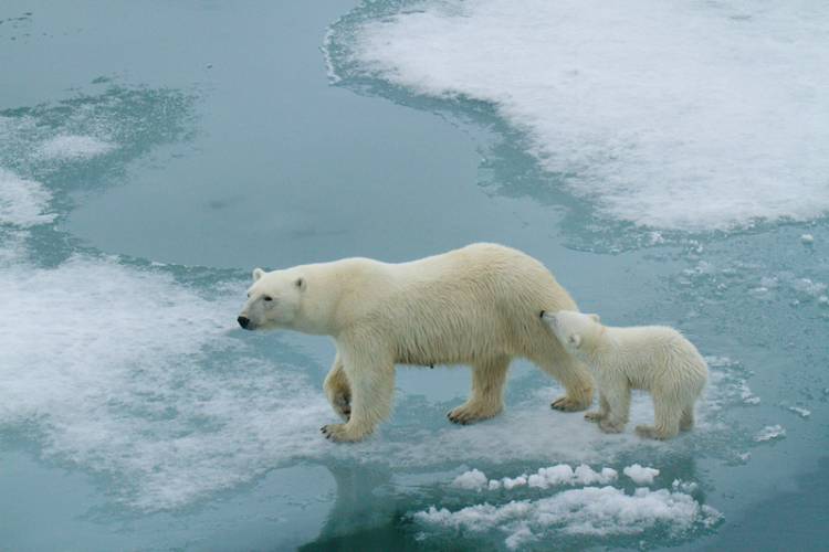 white bear research paper A mother polar bear and her cub on a patch of ice