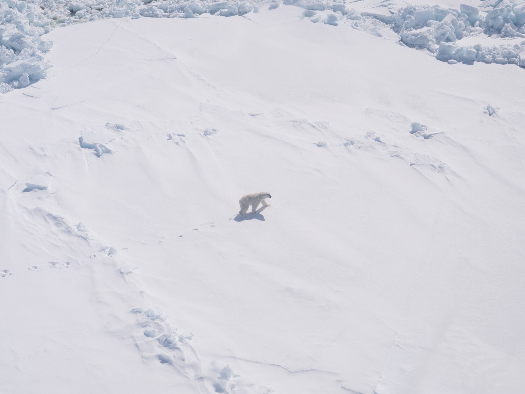 An aerial view of a polar bear on the sea ice