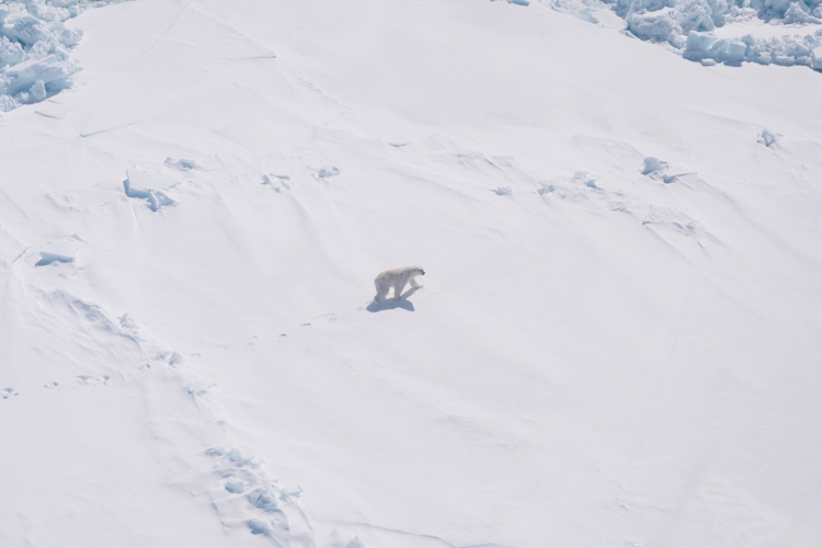 An aerial view of a polar bear on the sea ice